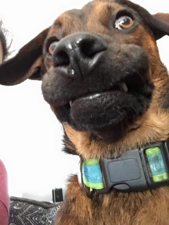 Really really cute sales dogs